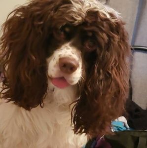 Meet your Posher, Susan